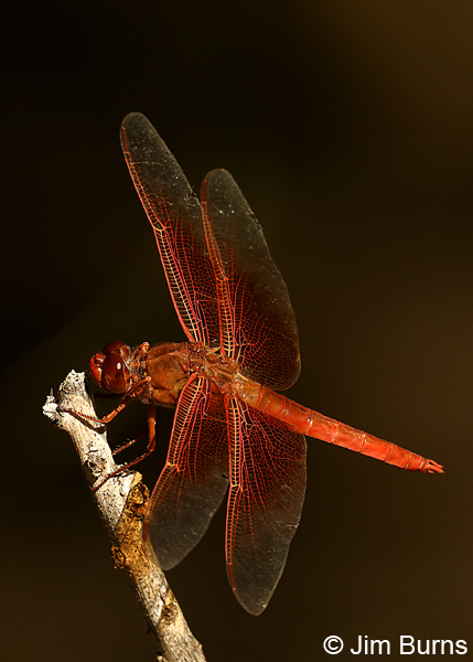 Flame Skimmer male, Pinal Co., AZ, October 2017